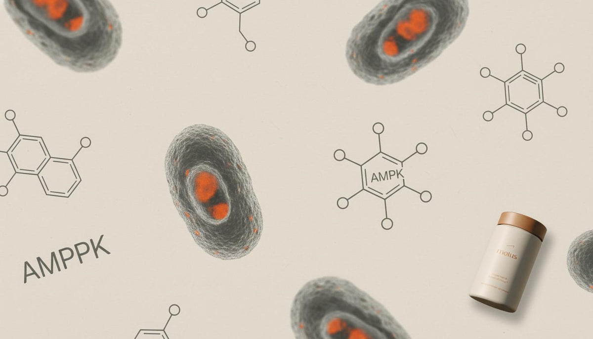 Minimalist close-up of stylized mitochondria and a simplified AMPK icon with a Tonum Motus container in the corner, illustrating AMPK activation for weight loss.