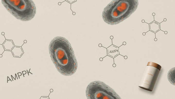 Does AMPK work for weight loss? Surprising Powerful Evidence