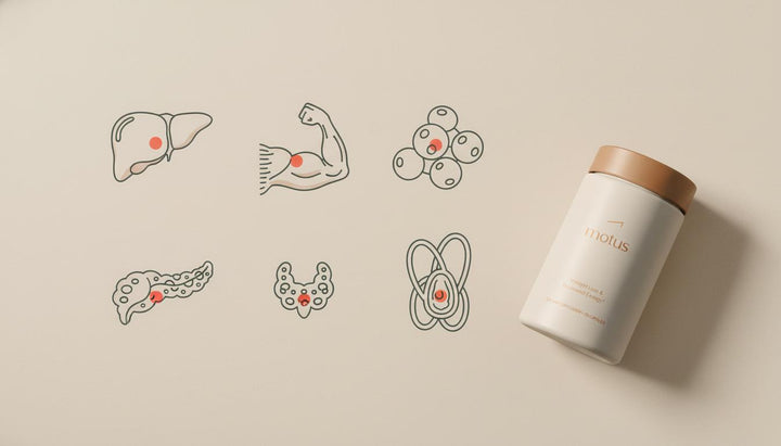 Which organs are responsible for metabolism? Vital and Powerful Guide