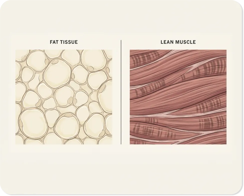 Microscopic comparison of fat tissue and lean muscle