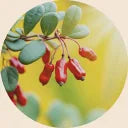 Berbevis® (Berberine)