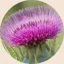 Siliphos® (Milk Thistle)