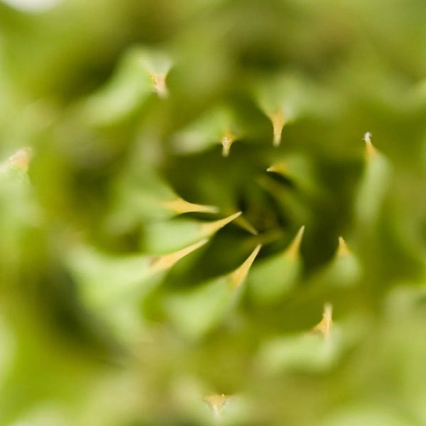 Siliphos®  (Milk Thistle)